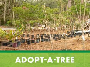 adopt-a-tree
